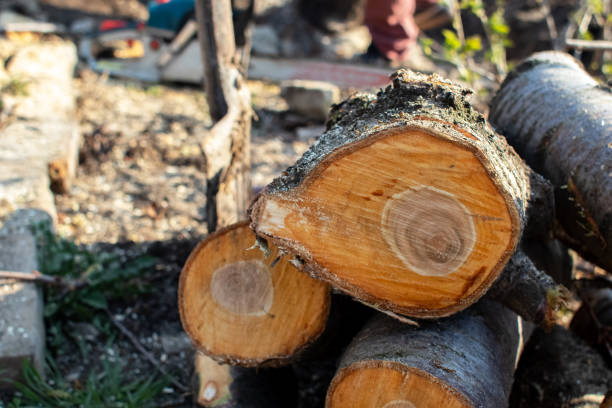 Mulching Services in Ajo, AZ